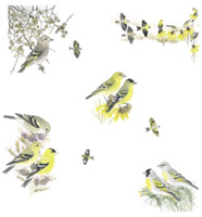 goldfinches