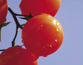 Community gardens