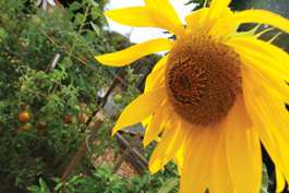 Charles Street Community Gardens