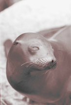 sea lion