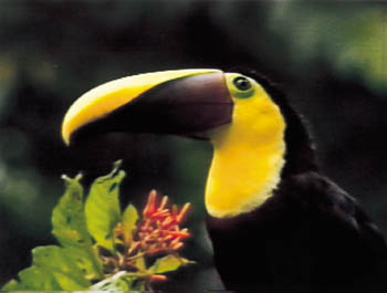 Toucan