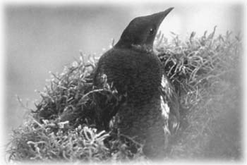 The Marbled Murrelet