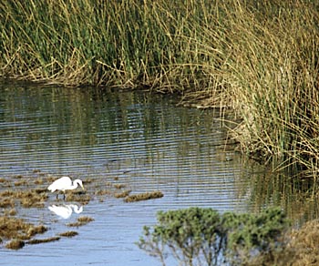 wetlands