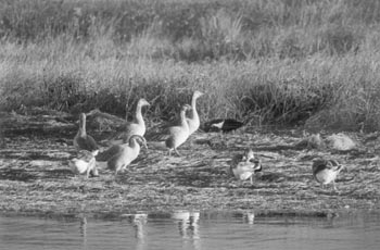 wetlands