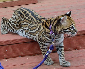 Ocelot