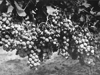 Grapes